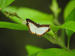 Nymphidium trinidadi