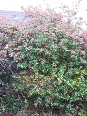Abelia × grandiflora