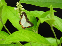 Nymphidium trinidadi