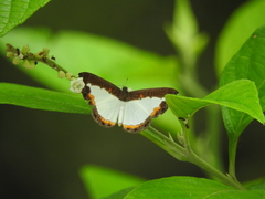 Nymphidium trinidadi