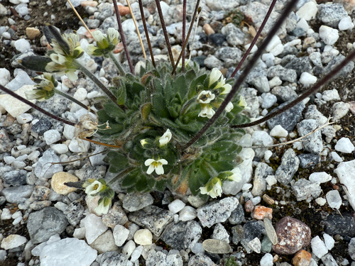 Milky Whitlow-grass (Draba lactea)
