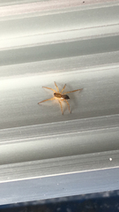 Araneae