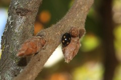 Hyperaspis quadrioculata