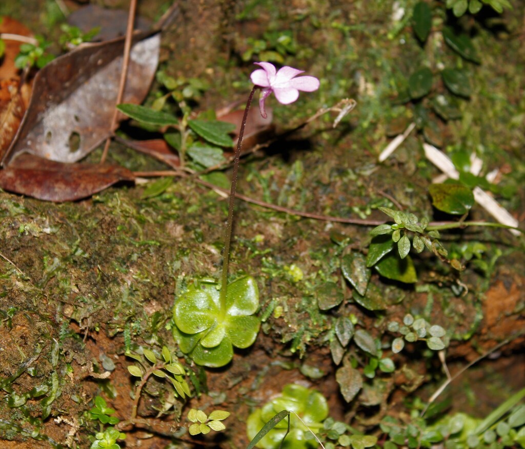 Pinguicula lippoldii, Arroyo La China, Segundo Frente, Cuba