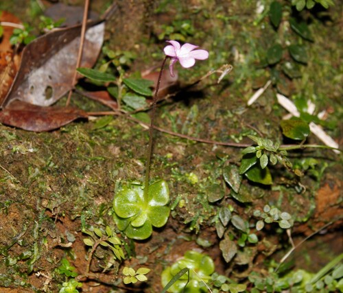 Pinguicula lippoldii