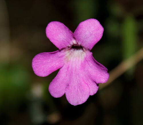 Pinguicula lippoldii