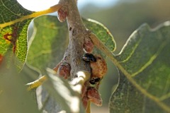 Hyperaspis quadrioculata