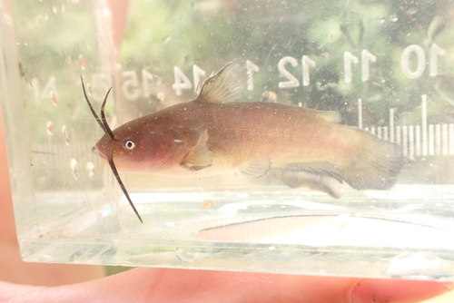 Yellow Bullhead