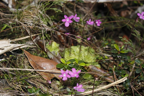 Pinguicula lippoldii