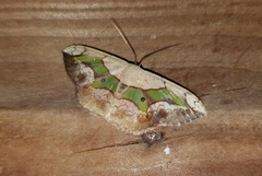 Semaeopus nisa