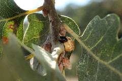 Hyperaspis quadrioculata