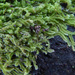 Lophocolea muricata - Photo Δεν διατηρούνται δικαιώματα, uploaded by Peter de Lange
