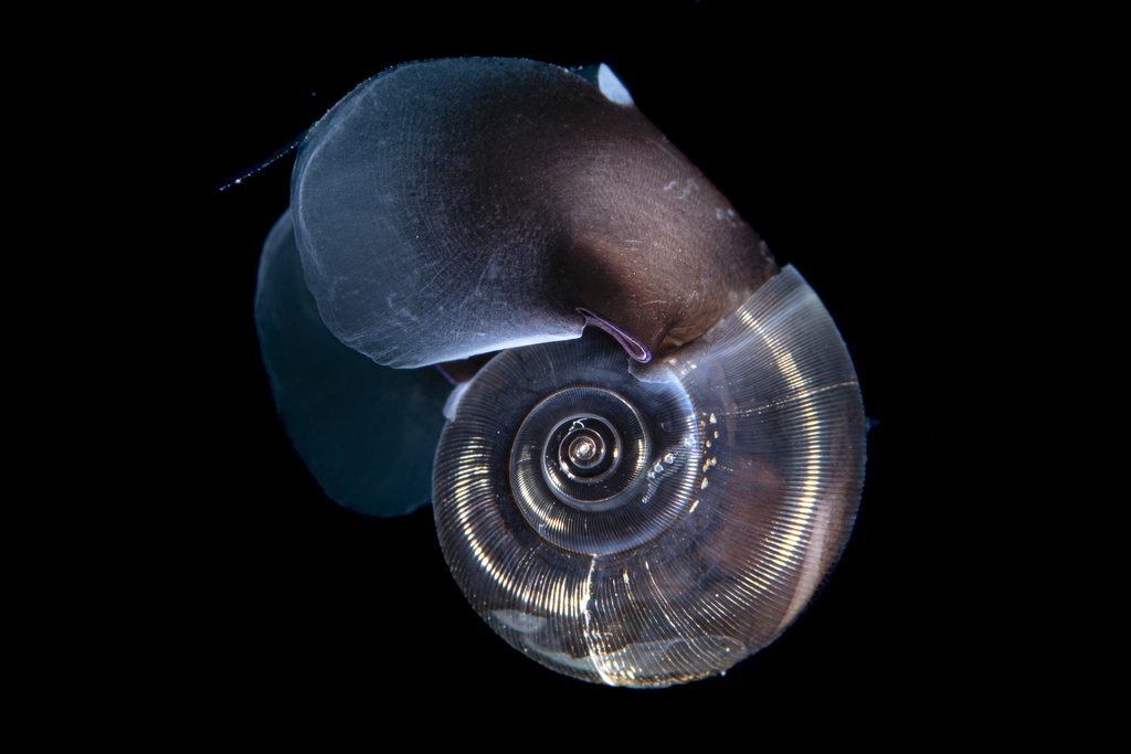 Helicid Pteropod
