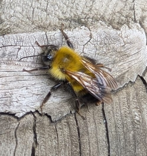 Perplexing Bumble Bee