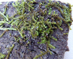 Frullania deplanata