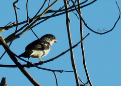 Sporophila murallae