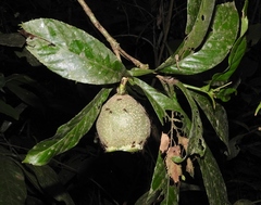 Lecythidaceae