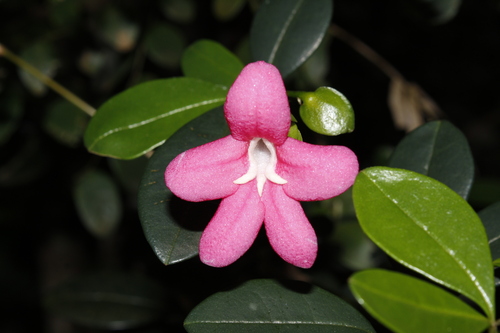 Lemonia (Ravenia spectabilis)