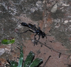 Eremnophila