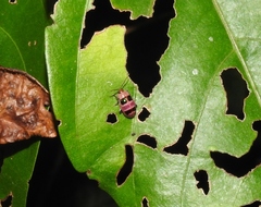 Asphaera quadrifasciata