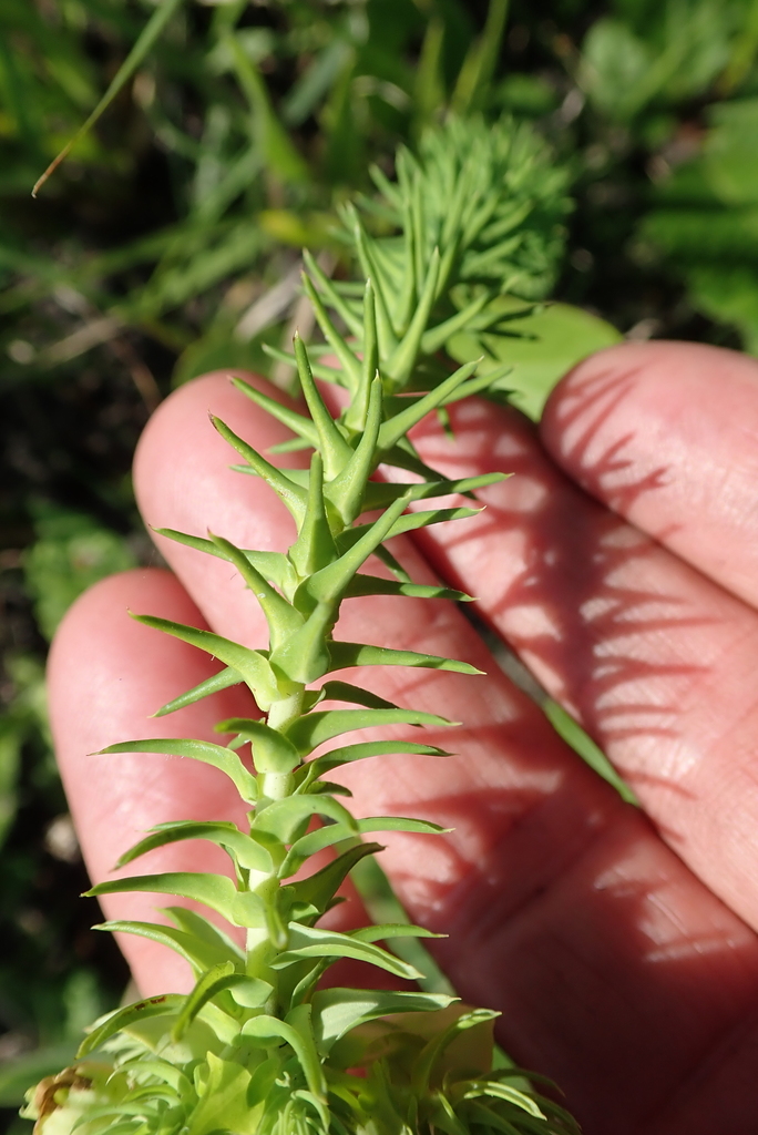 Euphorbia ericoides