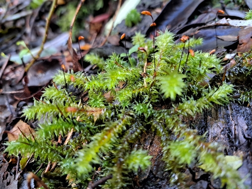Ptychomnion cygnisetum, 2025-08-03