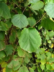 Corylus avellana