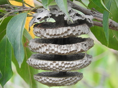 Pseudopolybia