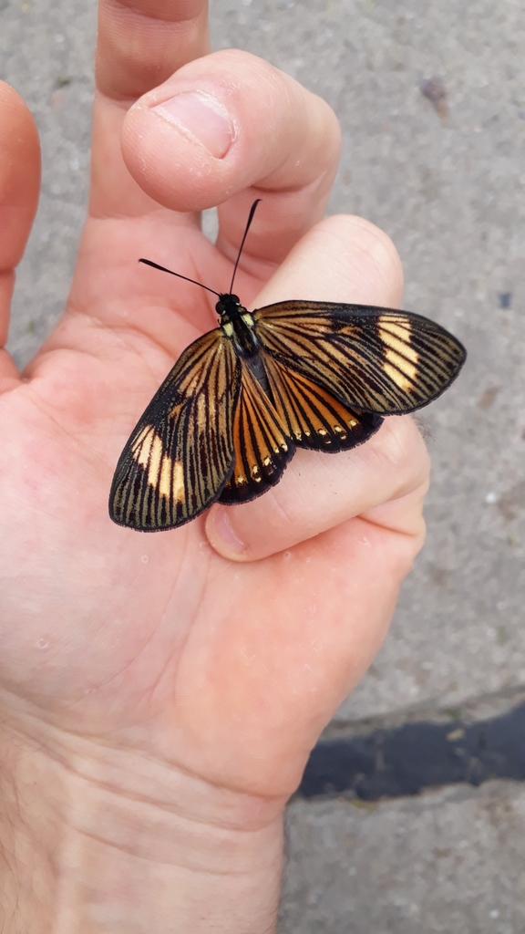 Imara acraeoides