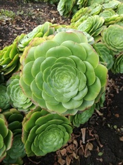 Aeonium
