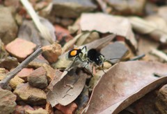 Hoplomutilla spinosa