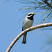 Golden-winged Warbler - Photo (c) Gordon Karre, some rights reserved (CC BY-NC), uploaded by Gordon Karre