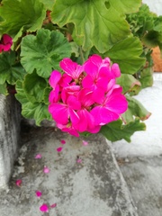 Pelargonium