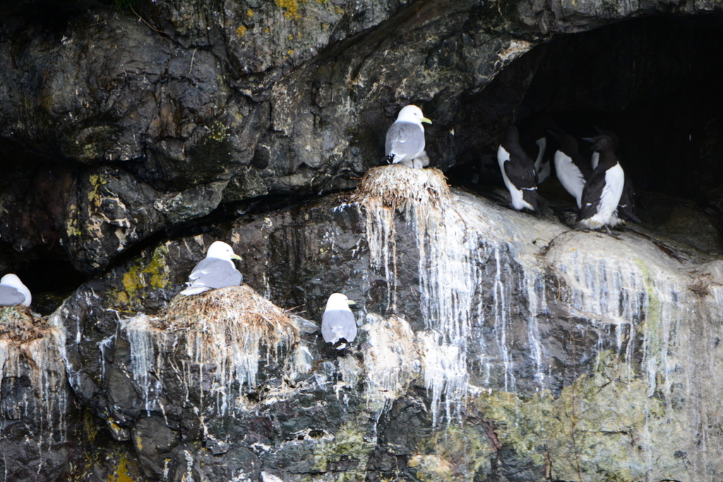 Black-legged Kittiwake (pollicaris)