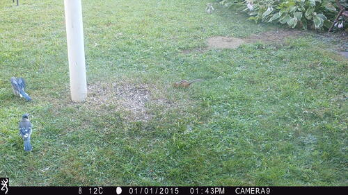 Blue Jay photographed in Vermont