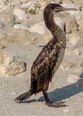 Phalacrocorax nigrogularis