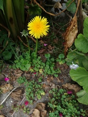 Taraxacum officinale