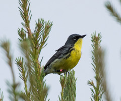 Setophaga kirtlandii