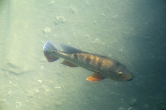 Cichla ocellaris