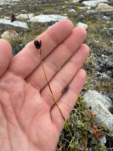 Shortleaved Sedge (Carex fuliginosa)