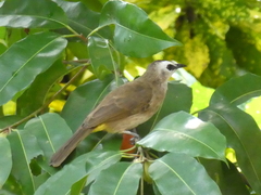 Pycnonotus goiavier