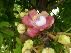 Couroupita guianensis