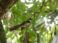 Rhipidura javanica