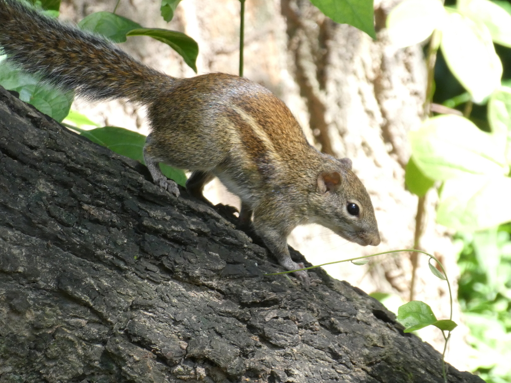 Beautiful and Palm Squirrels
