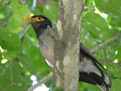 Acridotheres tristis