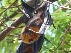 Pteropus lylei