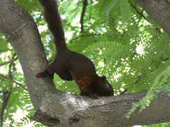 Callosciurus finlaysonii