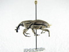 Sphenophorus aequalis
