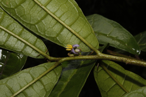 Solanum pachyneuroides