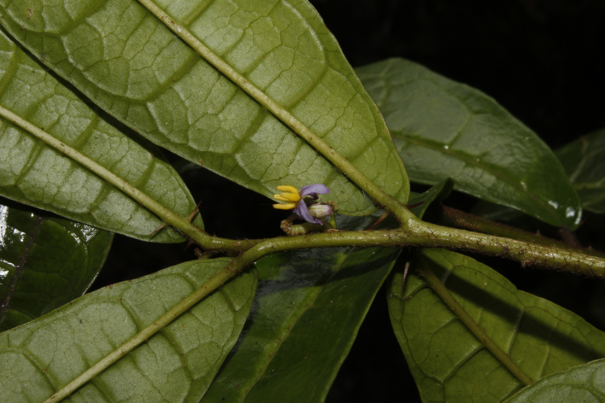 Solanum pachyneuroides